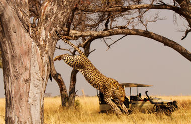 Leaping Leopard