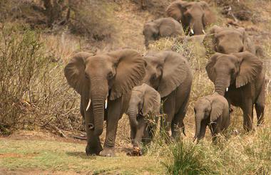 Elephant herd