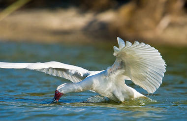 African Spoonbill