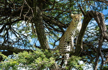 Leopard near Mara Plains