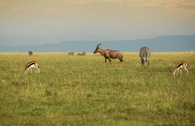 Plains Game in the Olare Motorogi Conservancy