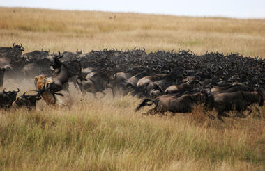 On the Hunt During the Migration