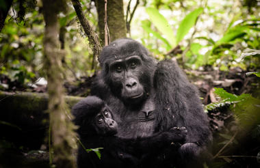  Gorilla Forest Lodge Gorilla tracking