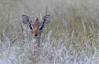 Damara Dik-Dik