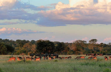 Sabi Sabi Game Drives