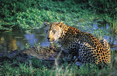 Leopard at water