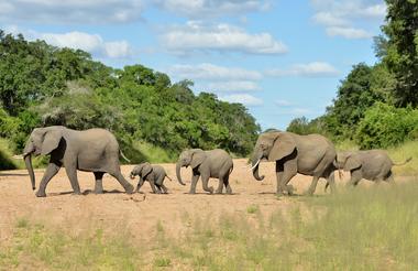 Imbali Safari Lodge - Elephants