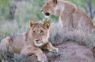 Imbali Safari Lodge -  Lions