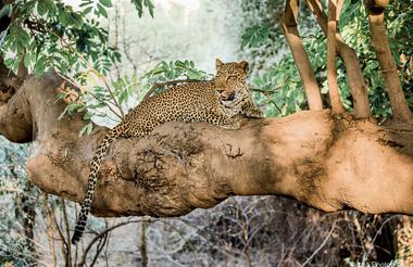 South Luangwa Leopard