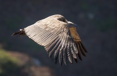 Vulture