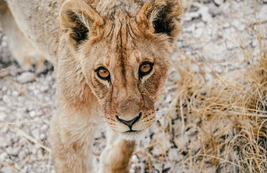 Etosha Safari Camping2Go 