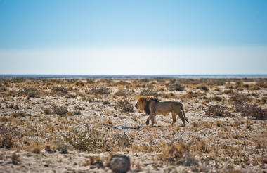 Etosha Safari Camping2Go 