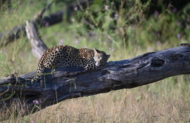 Leopard sighting Khwai