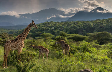 Giraffe Sightings from Hatari Lodge