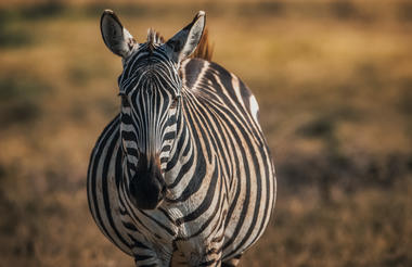 Elewana Collection The Manor at Ngorongoro