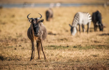 Elewana Collection The Manor at Ngorongoro