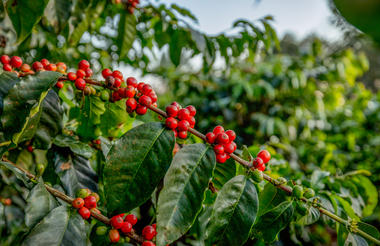 Elewana Collection The Manor at Ngorongoro