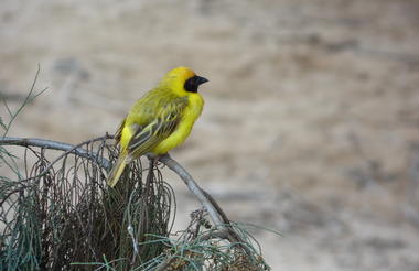 Bird