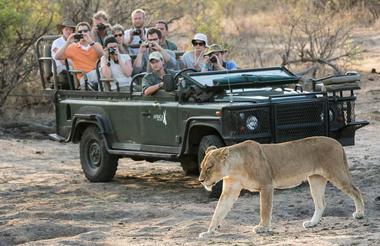 Lioness encounter on game drive