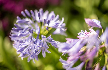 Agapanthus in bloom