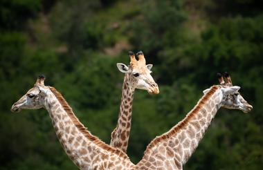 Giraffes