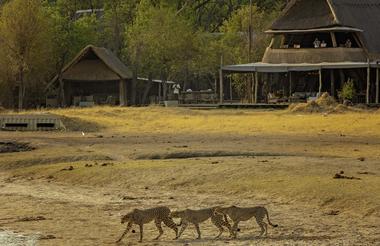 The Hide A Frame and Cheetah