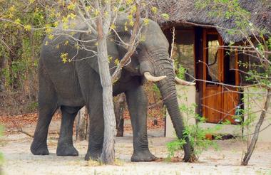 Elephant near chalet