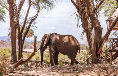 Elephant Bedroom Camp - Samburu