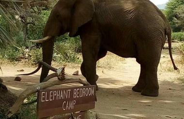 Elephant Bedroom