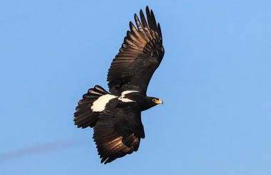 Resident Verreaux eagle