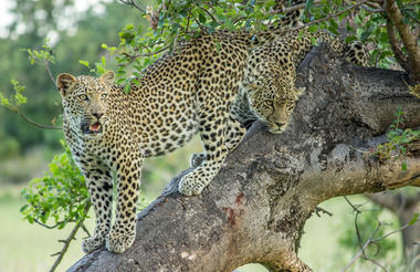 Female Leopard & sub adult male cub