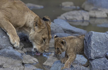 Game drives