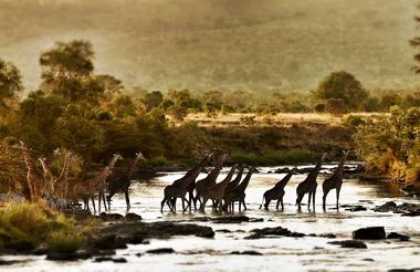 Giraffe Crossing