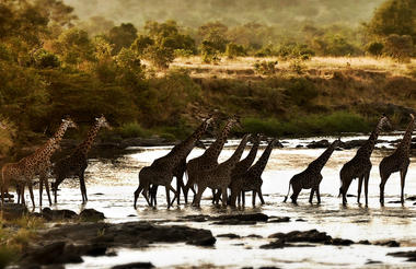 Giraffe crossing below camp