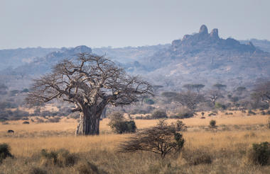 Ruaha