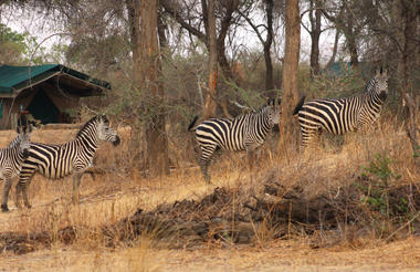 Animals in Camp