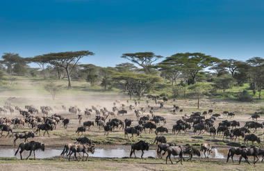 Game Drives in Ndutu