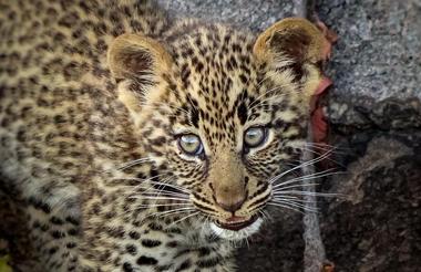 Game Drives in Ndutu