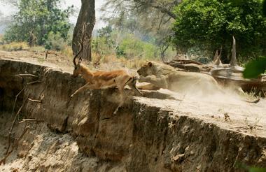 Lion catching an Impala