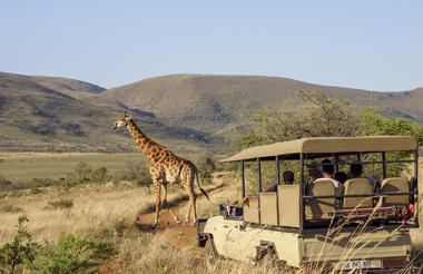 Nkomazi Private Game Reserve | Giraffe