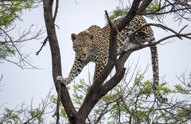 Nkomazi Private Game Reserve | Leopard