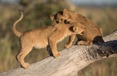 Lion cubs - Savuti