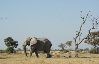 Elephant - Savuti