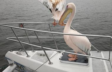Namibia Dolphin & Seal Catamaran Cruise