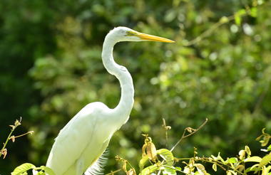 CAÑO NEGRO & RÍO FRÍO BOAT TOUR