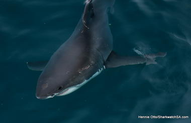 Marine Dynamics Shark Tours
