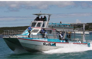 Marine Dynamics Shark Tours Boat - Slashfin