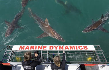 Marine Dynamics Shark Tours