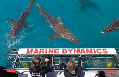 Marine Dynamics Shark Tours