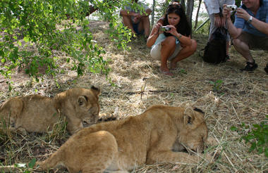 Wild Horizons Activities